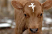 VHP affiliate wants ministry on cow welfare and even sets a deadline for Modi govt